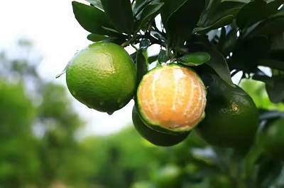 華逸府聯手德慶皇帝柑，為您帶來入冬的第一口甜~~